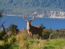 Red Stag Trophy